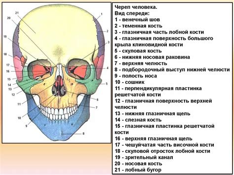 Добавление деталей и оформление черепа