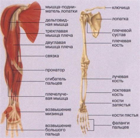 Добавление деталей к руке и пальцам - косточек, суставов и мелких линий