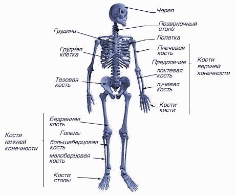 Добавление дополнительных элементов в скелет