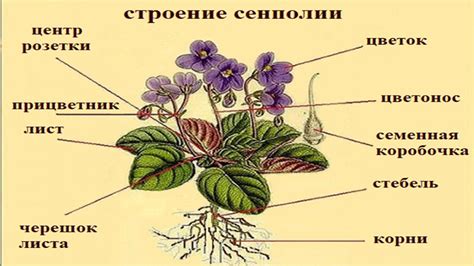 Добавление стебля и листьев фиалки