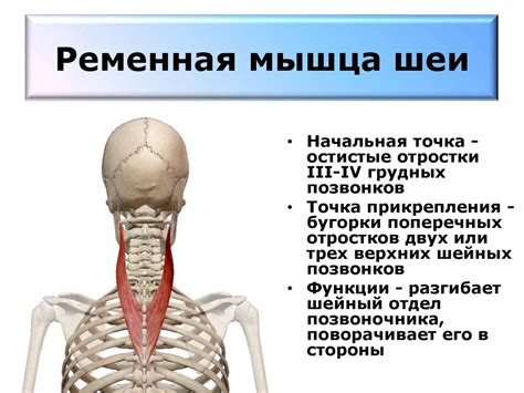 Добавление формы туловища и головы