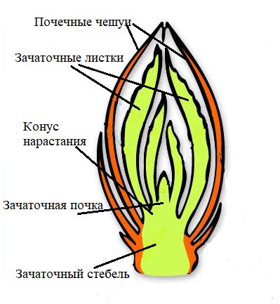 Добавление шипов на стебле