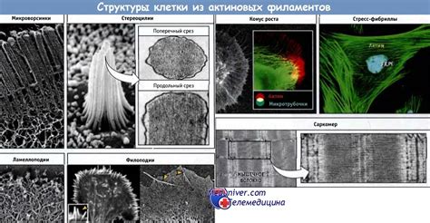 Добавьте актиновые филаменты