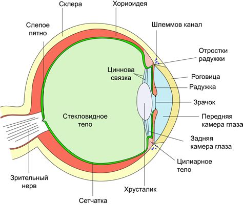 Добавьте основные элементы: глаза и клюв