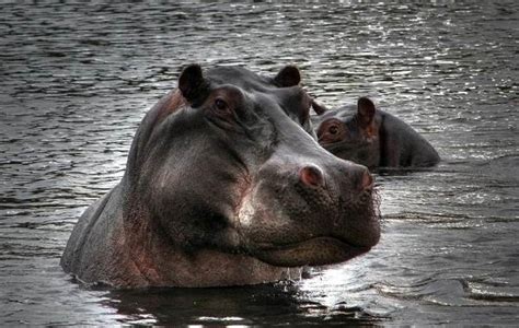 Дорисуйте мелкие детали и особенности бегемота