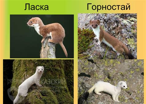 Дружелюбие и ласка