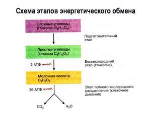 Дыхание и энергетический обмен