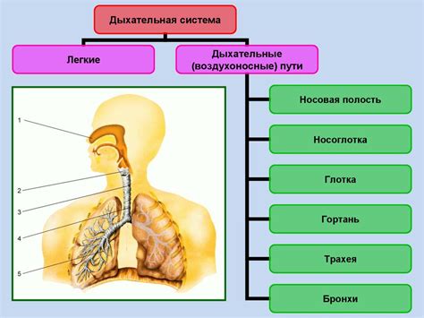 Дыхательная система: секреты кислорода в организме