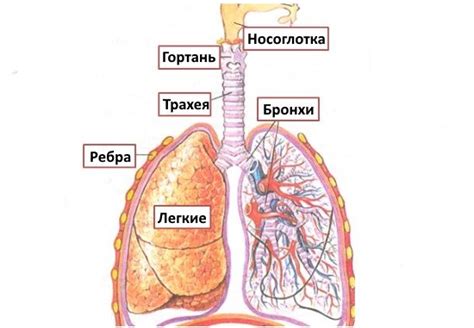 Дыхательный аппарат и его влияние на звукопроизводство