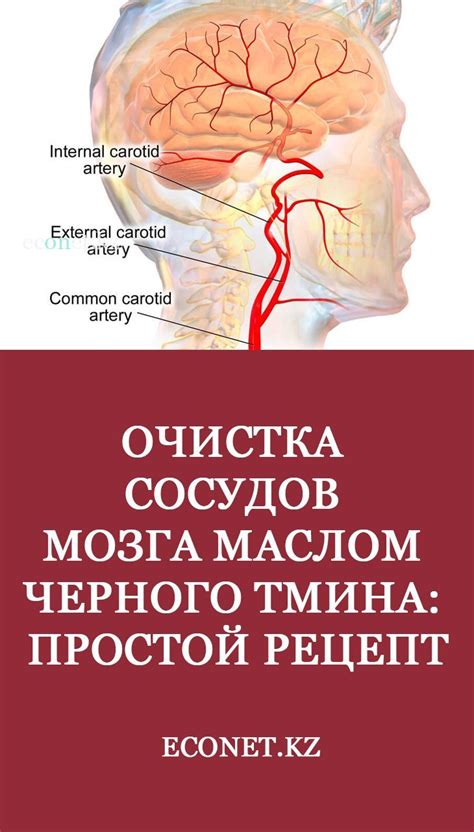 Естественные методы очистки сосудов головного мозга