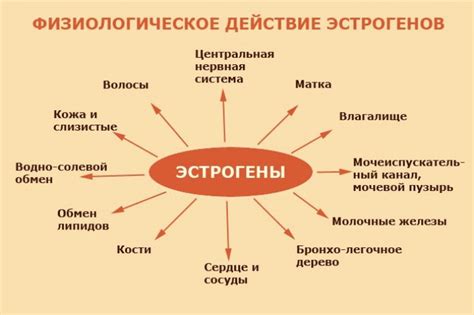 Естественные способы повышения уровня эстрогена