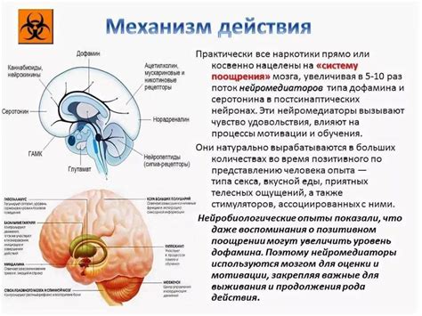 Естественные способы увеличения дофамина