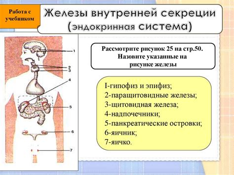 Железы смешанной секреции: определение и функции