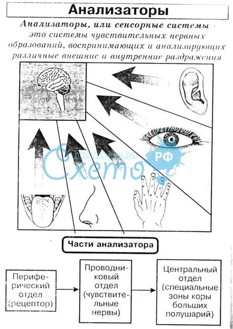 Живой организм получает информацию