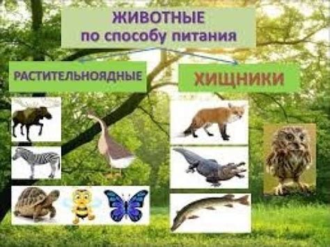 Животное питание: хищники и травоядные