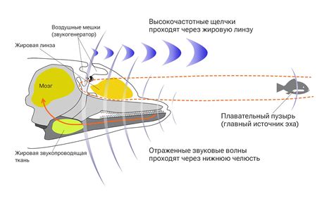 Животные-мастера эхолокации