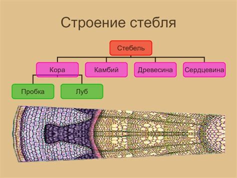 Живые организмы с клеточным строением