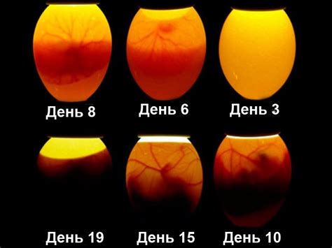 Жизненные изменения, которые могут предрекать сны с желтками куриных яиц