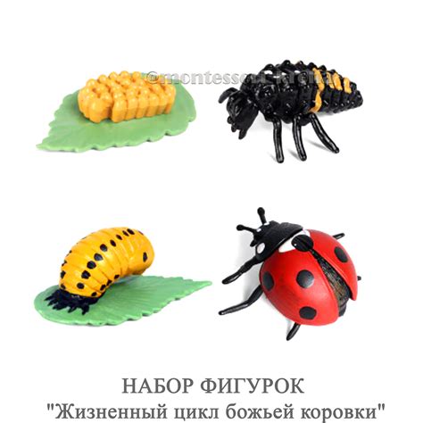 Жизненный цикл божьей коровки