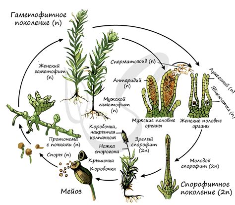 Жизненный цикл мха