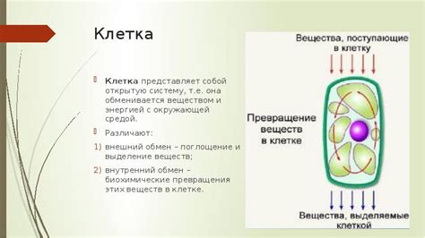 Жир как строительный материал клеток