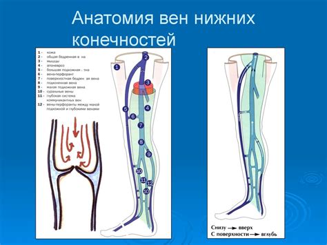 Заболевания вен