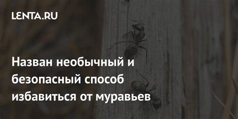 Забота муравьев о партнерах