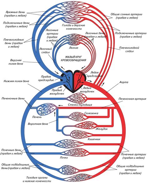 Завершающая стадия круга кровообращения