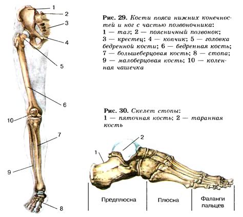 Заготовка тела и конечностей