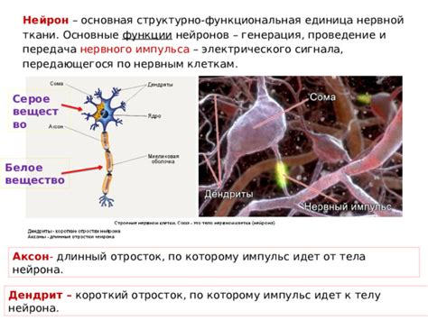 Задачи и функции нервного вещества