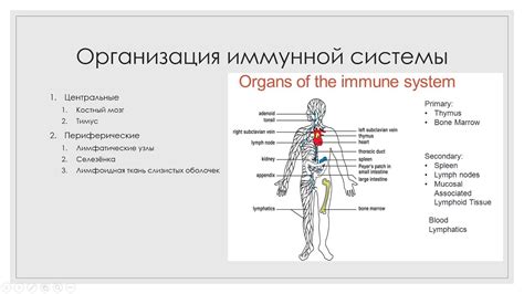 Закаленная иммунная система и высокая устойчивость к болезням