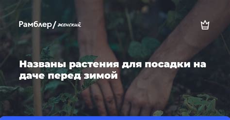 Закалка растения перед зимой