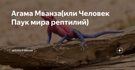 Закончить рисование агамы Мванзу