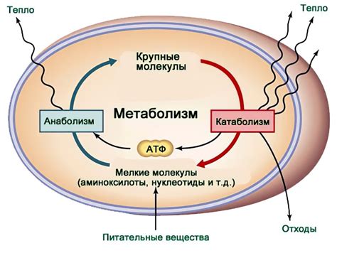 Замедление обмена веществ