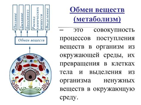 Запасные превращения энергии в клетке