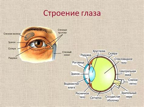 Заполните глазной яблоком