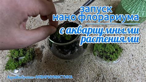 Запуск флорариума