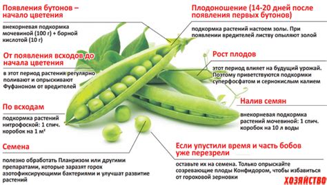 Запущенность от гороха и ее последствия