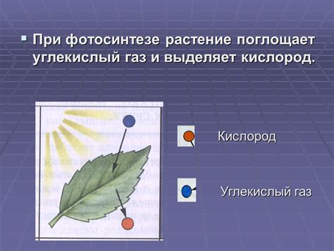 Заторможение фотосинтеза