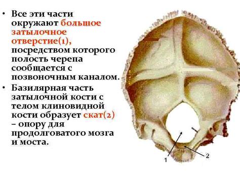 Затылочное отверстие и его роль