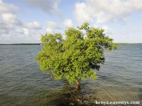 Зачем варить дерево в соленой воде?