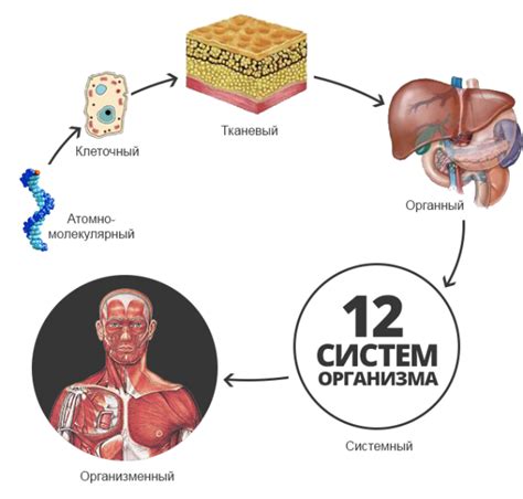 Защита органов и систем организма от повреждений