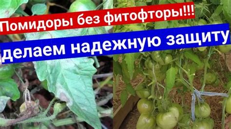 Защита пасынков и стеблей от замерзания