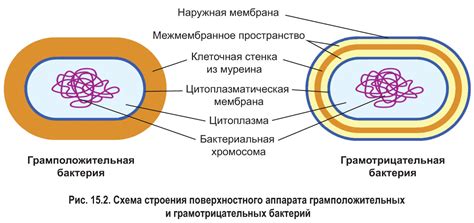 Защитная роль клеточной стенки у прокариотов