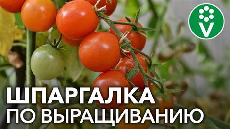 Здоровый вид нолины: подробное руководство по уходу