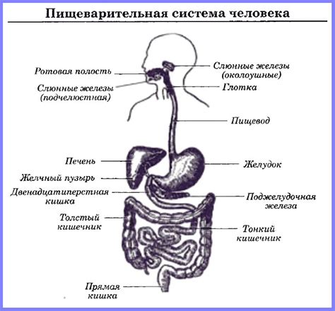 Здоровье пищеварительной системы - основа общего благополучия