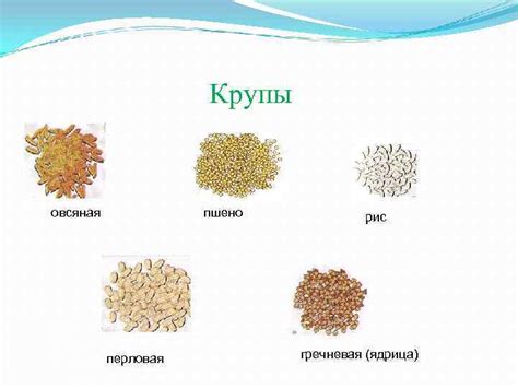 Злаковые культуры и кабачок: подбираем оптимальное сочетание