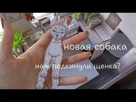 Знакомство с загадочной собачкой