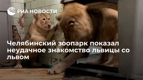 Знакомство с львом