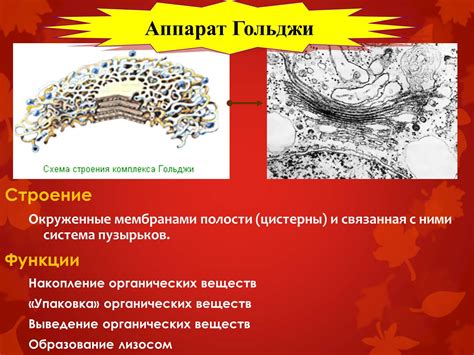 Значение аппарата Гольджи